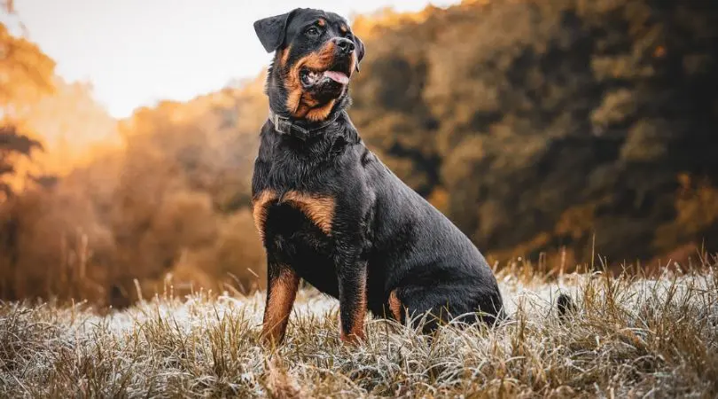 罗威纳犬的常见疾病、预防和保健