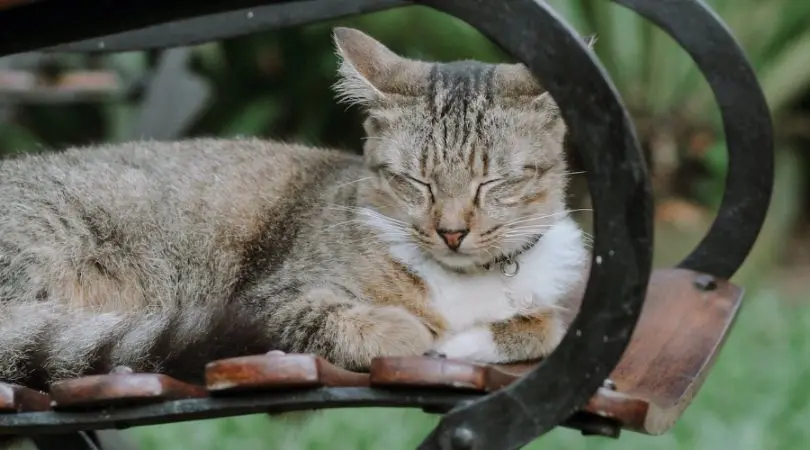 狸花猫的健康与营养