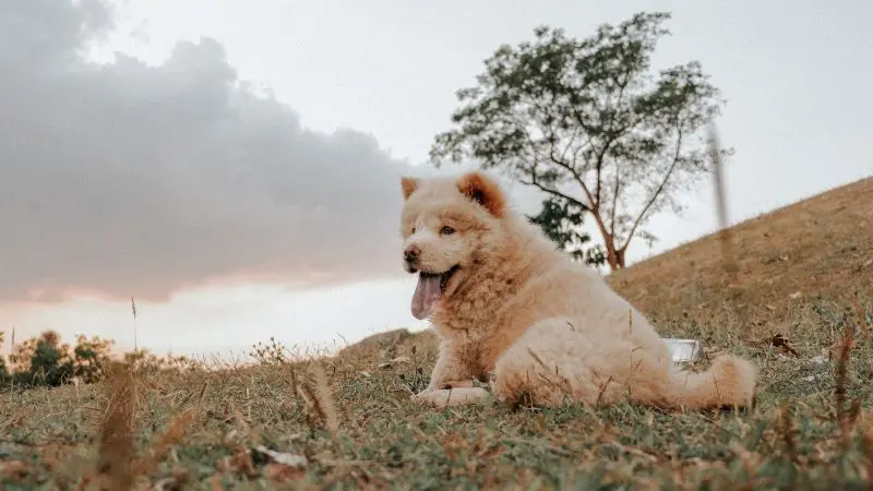 松狮犬的健康护理