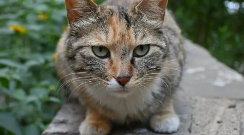 建立幸福的狸花猫生活