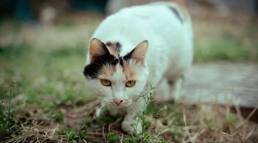 三花猫的社交生活