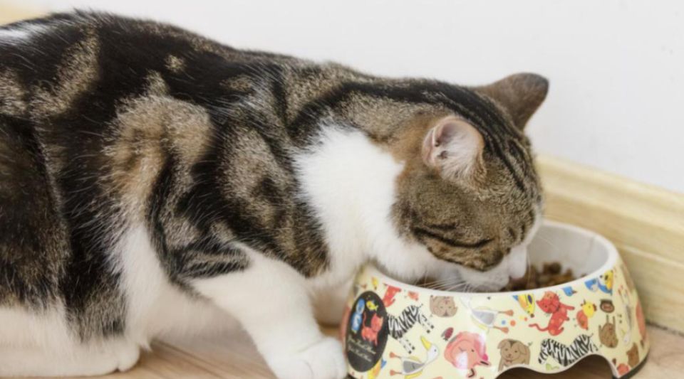 猫咪为什么不能长期吃干粮？