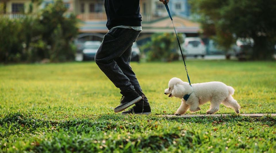 狗狗散步不积极怎么办？
