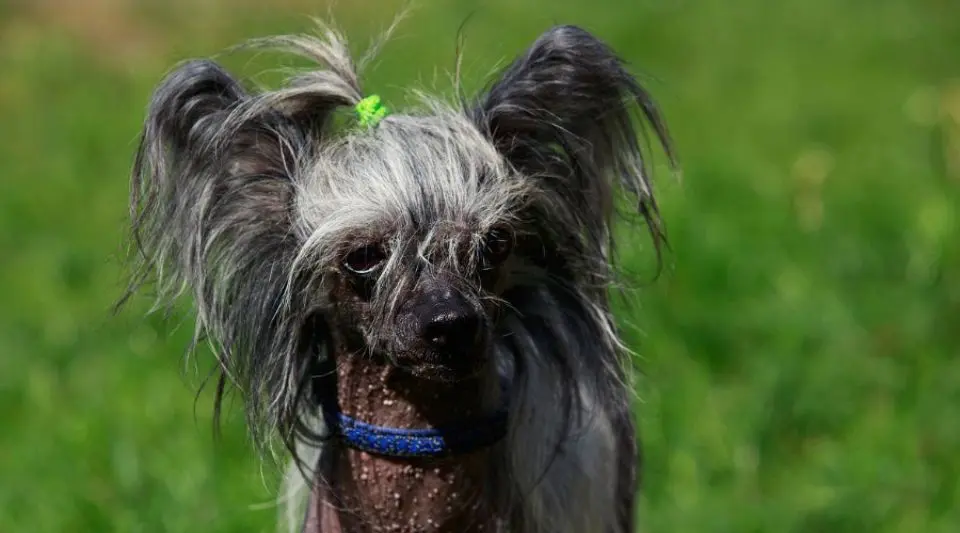 活该多人养！冠毛犬的这些优点太惹人爱了