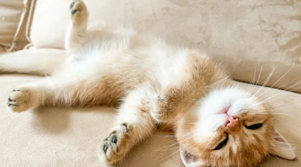 如何训练猫咪自觉睡觉？