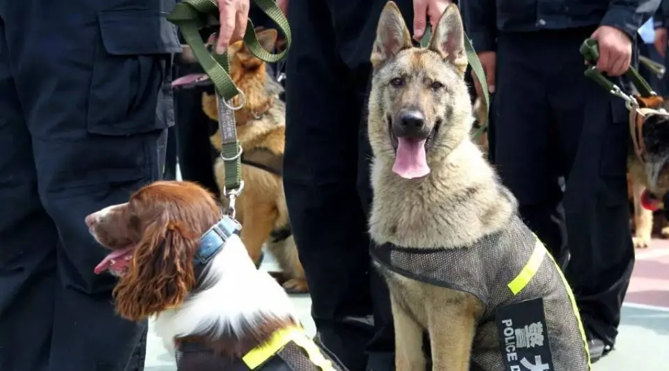 警犬的品种有哪些？