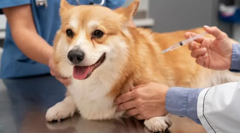 绍兴一家宠物诊所因使用人用药物为宠物治疗而被罚款