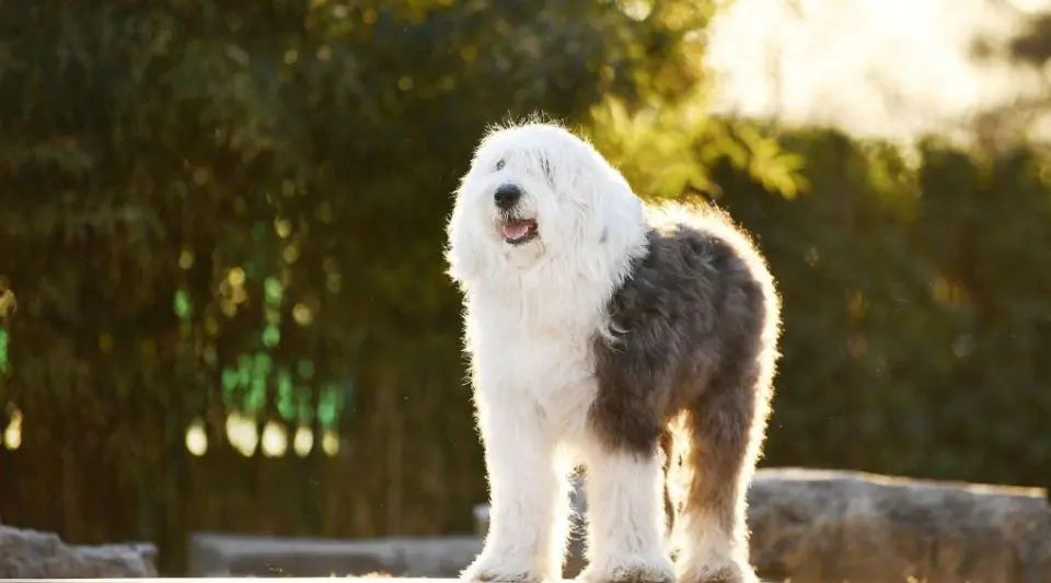 平易近人的古代英国牧羊犬，你想养吗？