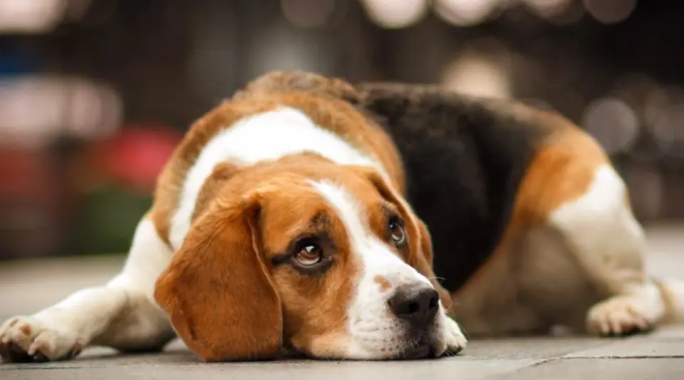 打完狂犬疫苗又被咬了该怎么办？