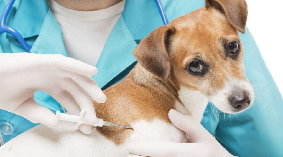 狗狗三个月还没打疫苗怎么办？