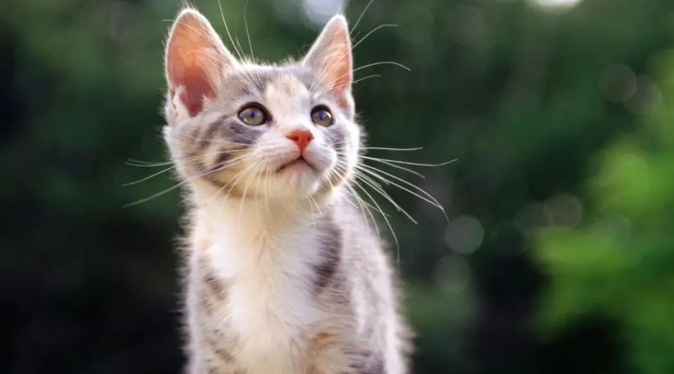 养猫人最易患的四种疾病！看看你中招了吗