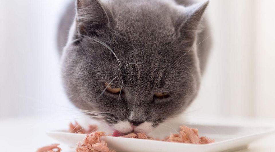 让猫咪营养更均衡的蔬菜有哪些？