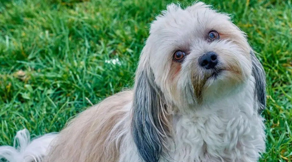 活该多人养！哈瓦那犬的优点太惹人爱了