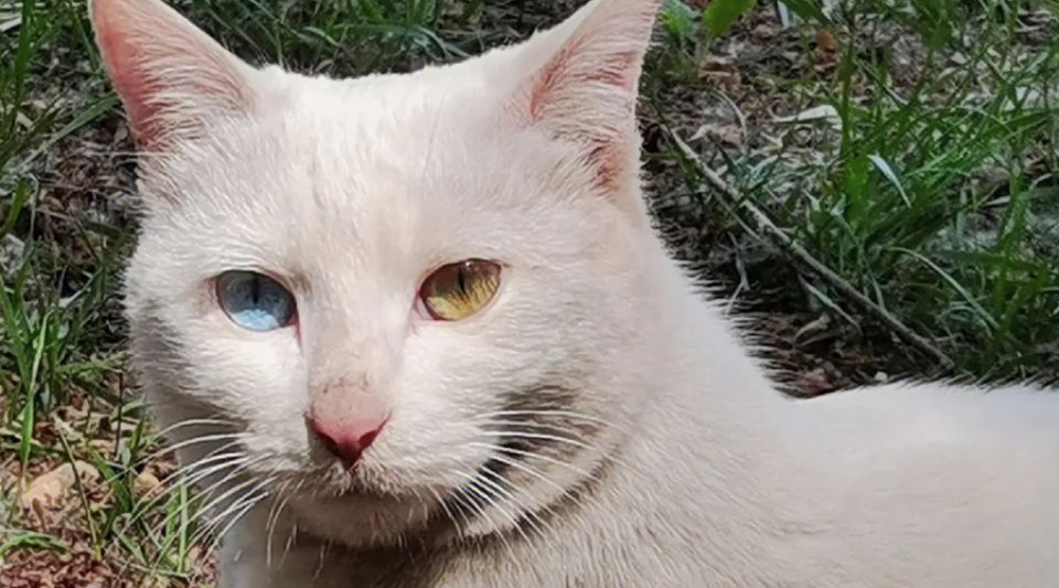 猫咪异瞳会影响视力吗？