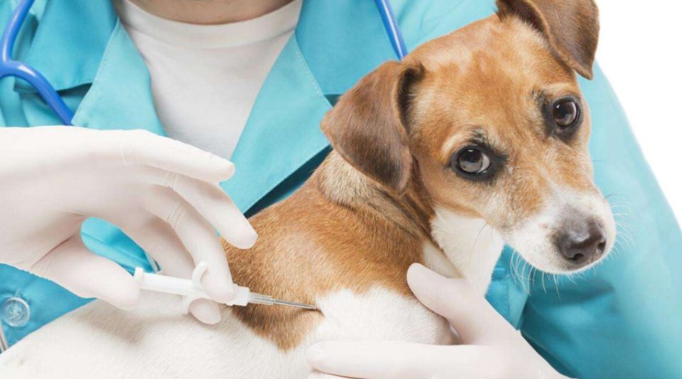狗狗打了狂犬疫苗后发烧怎么解决？