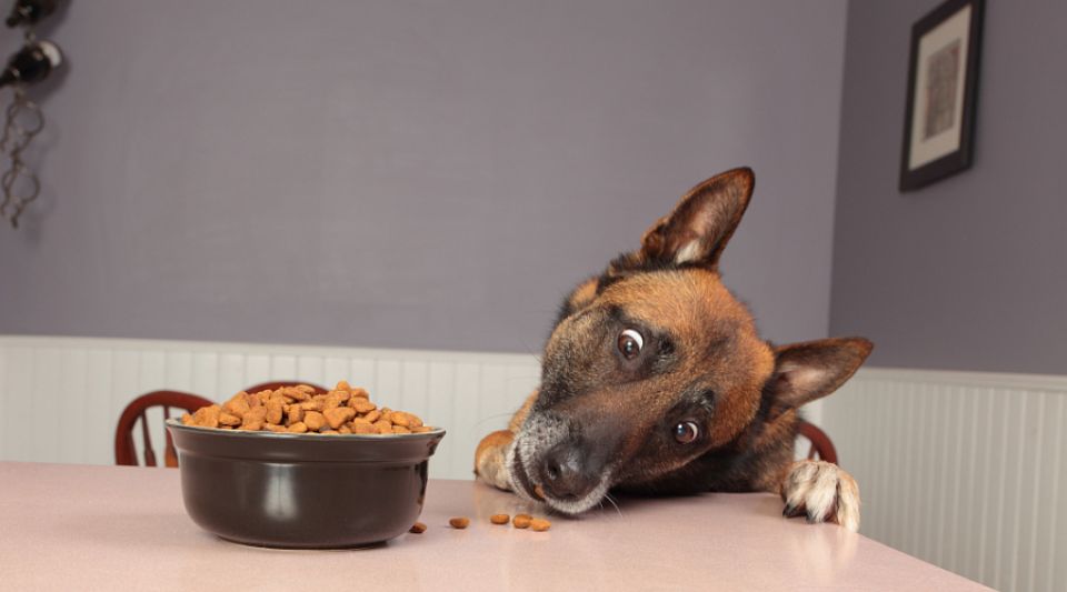 狗能吃猫的粮食吗？