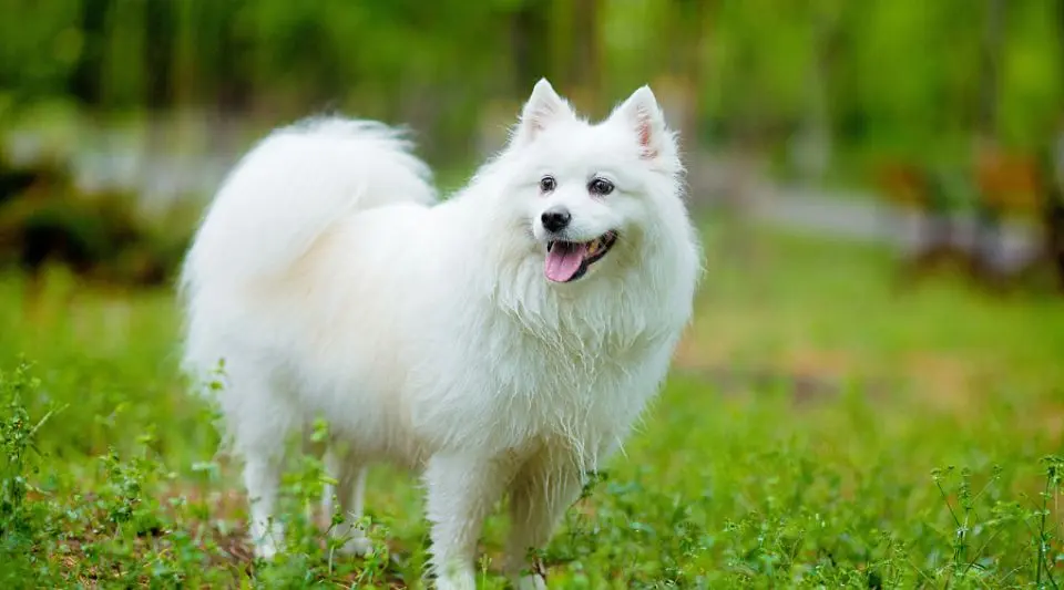 为什么银狐犬养不熟