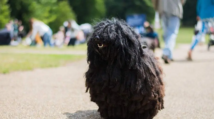 波利犬那毛发的秘密