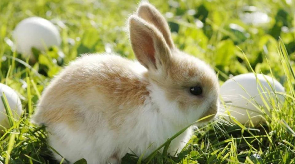 兔子掉毛严重怎么办？