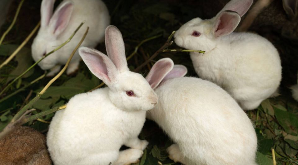 兔子的繁殖速度究竟有多惊人？