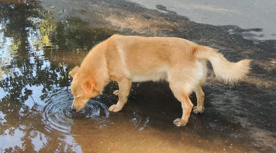 狗狗过量喝水的背后竟是因为...