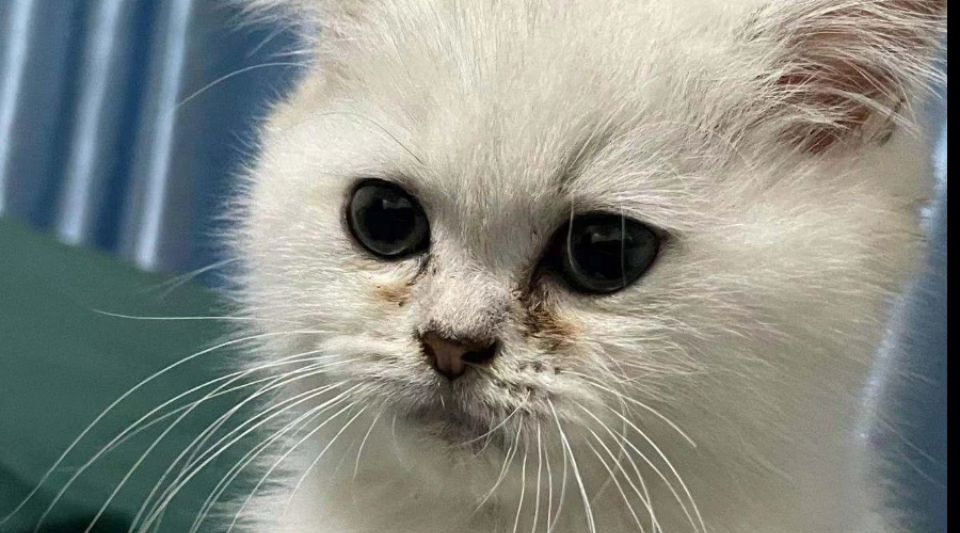 猫咪脸上总是有泪痕，该怎么解决？