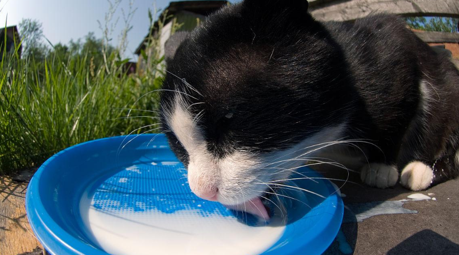 世界难解之谜：猫咪到底能喝牛奶吗？