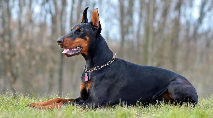 被称为最强护卫犬的三种狗，安全感满满！