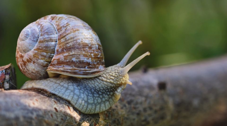 蜗牛的天敌有哪些？