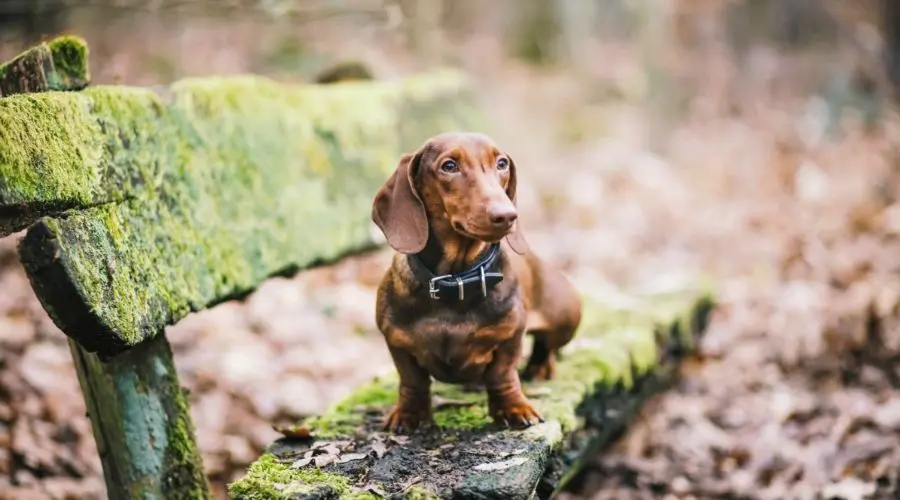 每天了解一种狗—腊肠犬