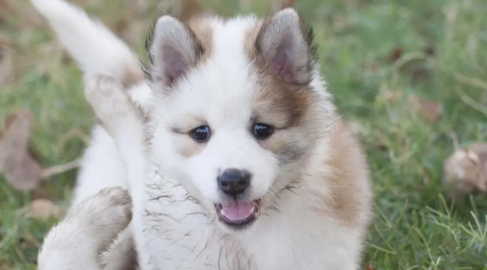 如何预防幼犬乱叫?