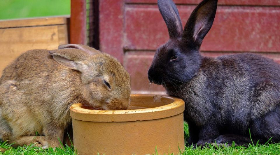 兔子不能喂水，这背后的原因竟是...