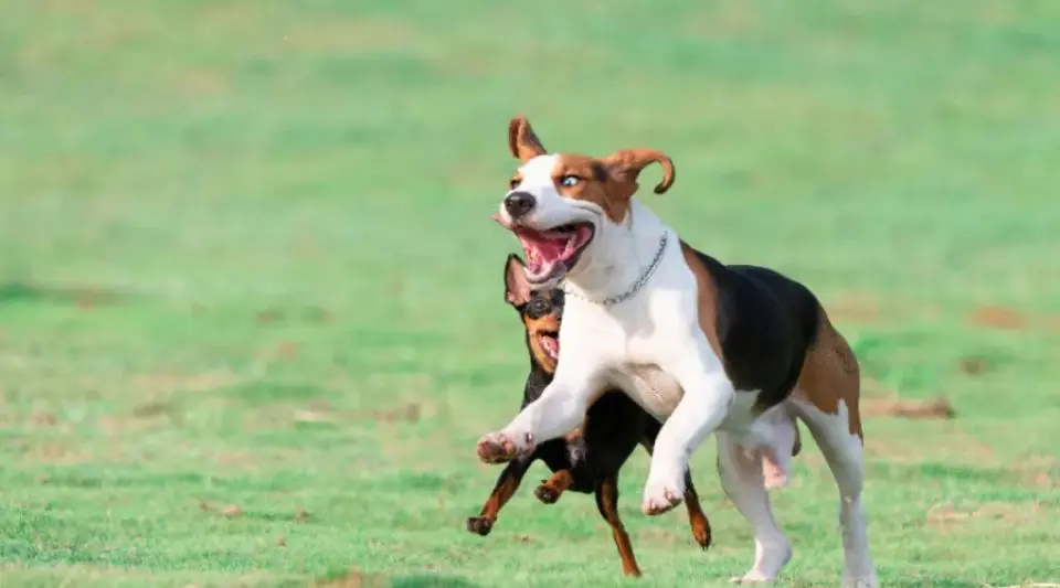 为什么不建议你养比格犬？