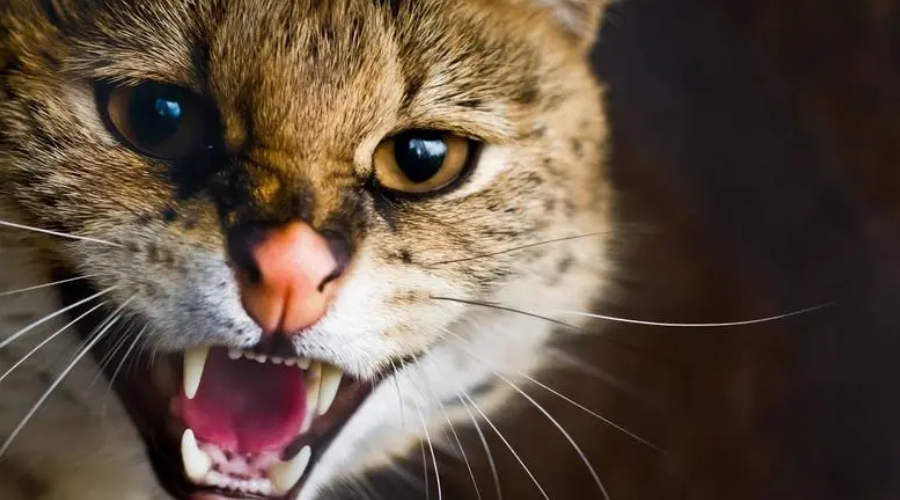 猫咪“生气”的表现，你知道吗？
