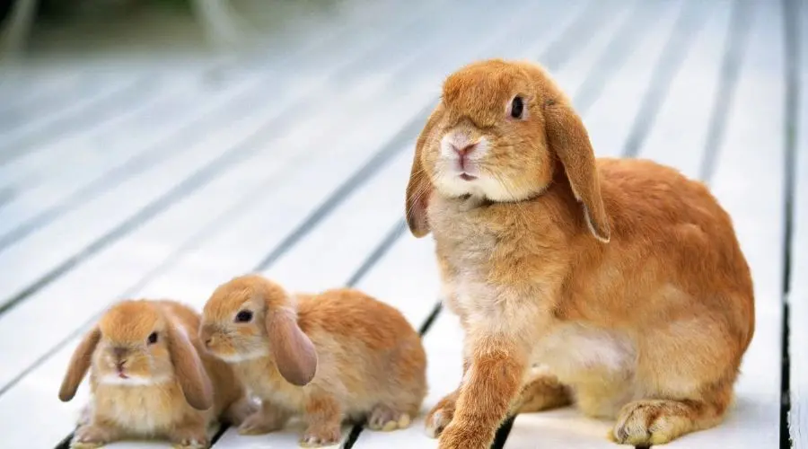秋季如何养兔子？