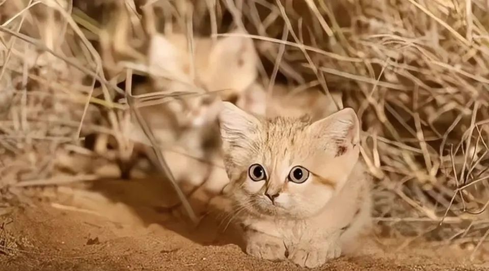 沙漠猫是什么品种的猫？