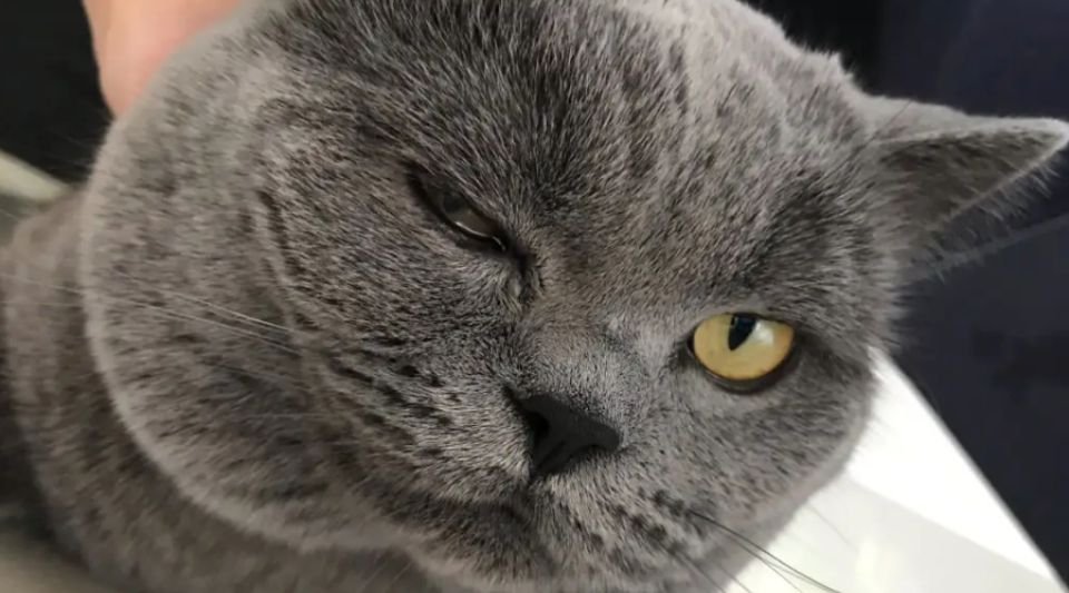 如何解决猫咪上火眼睛睁不开的问题？