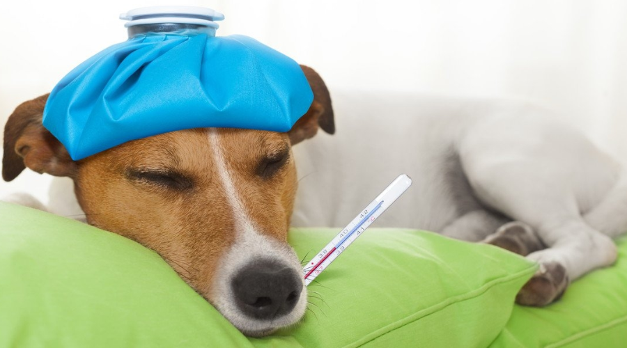 狗狗发烧的症状，你了解多少？