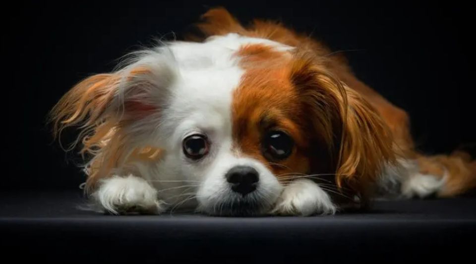 如何治疗犬角膜炎？