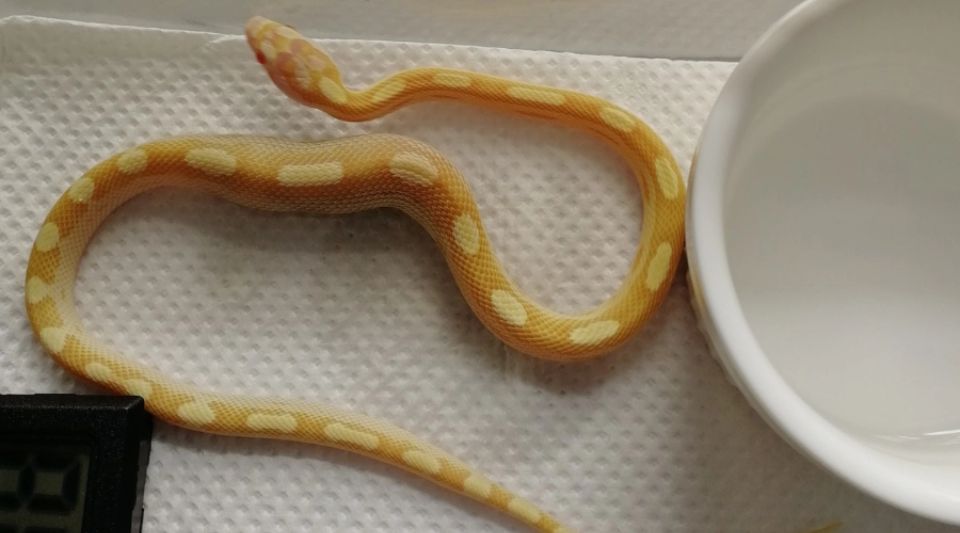 玉米蛇可以长多大？