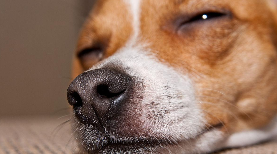 《福州市城市养犬管理条例》即将实施，3000人接受养犬办证业务培训
