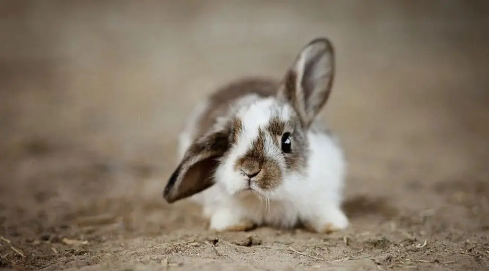为什么兔子耳朵会耷拉？