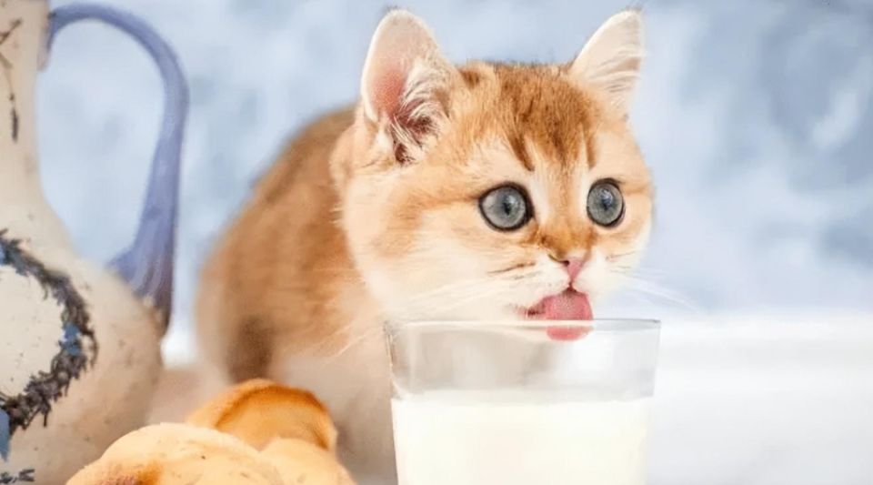 猫咪到底可不可以喝牛奶？