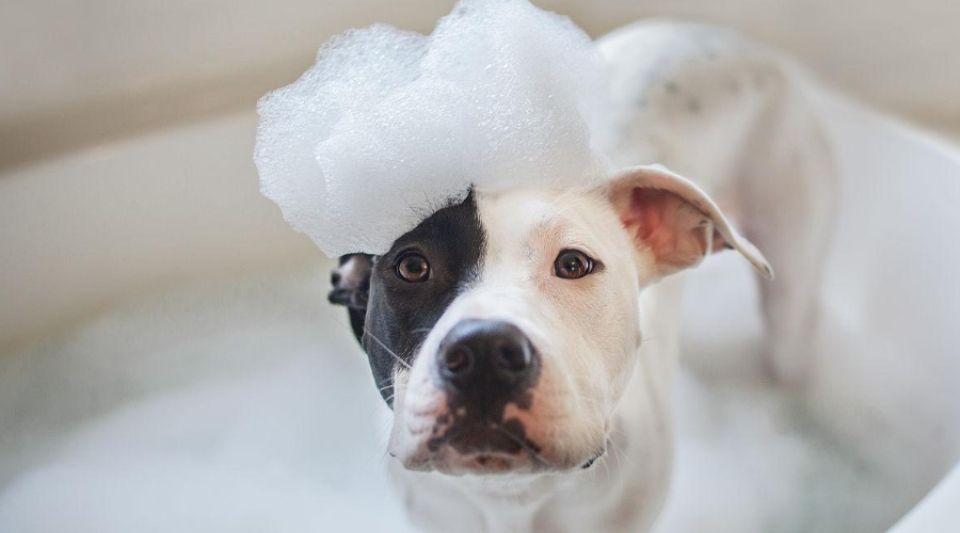 狗狗能用人的沐浴露吗？