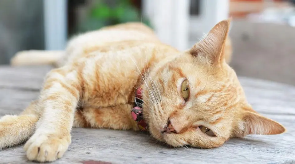 猫咪夏天没食欲该怎么办？