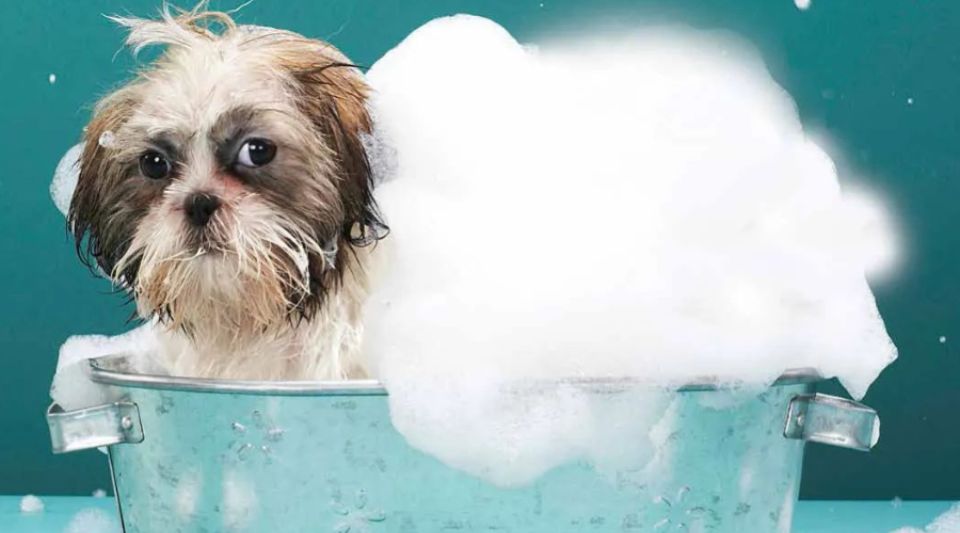 不同类的狗该如何洗澡？