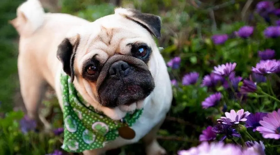 活该多人养！巴哥犬的优点太惹人爱了