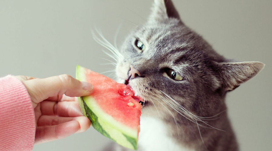 猫咪可以吃西瓜吗？