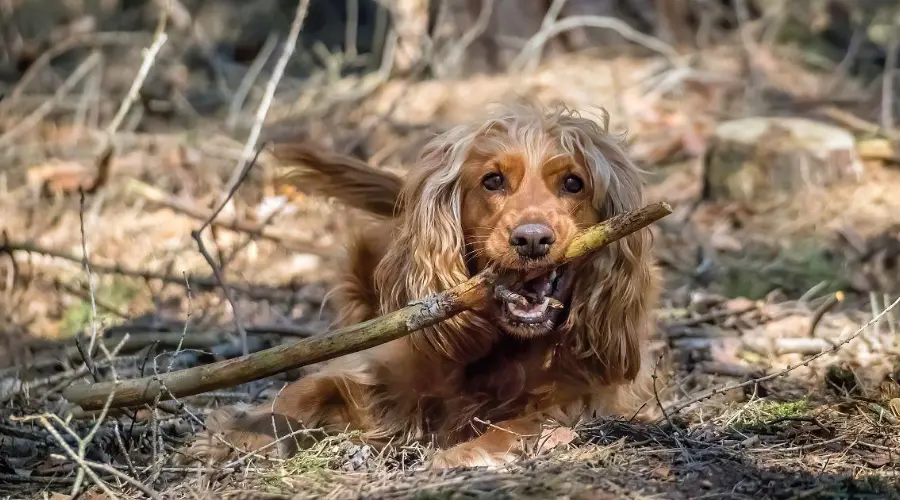 可卡犬喜欢啃咬物品怎么办？