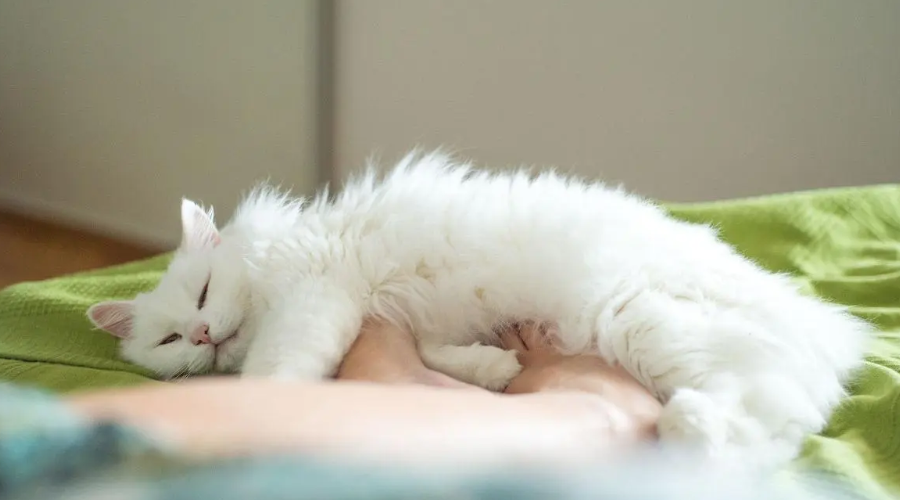 为什么猫咪喜欢睡在你的脚边？看到真的感动到了
